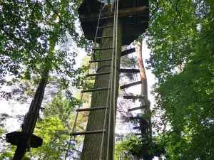 Go Ape Matfen