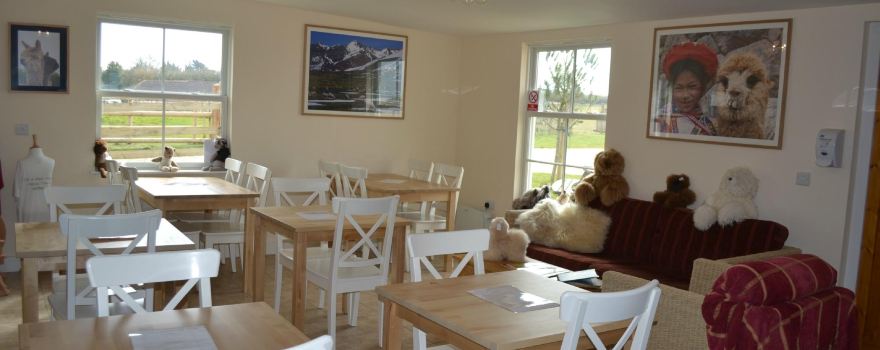 West Wight Alpacas & Llamas