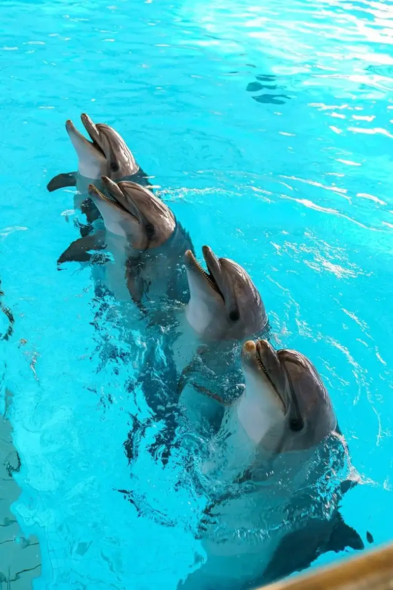 3_Dolphinarium Naberezhnye Chelny