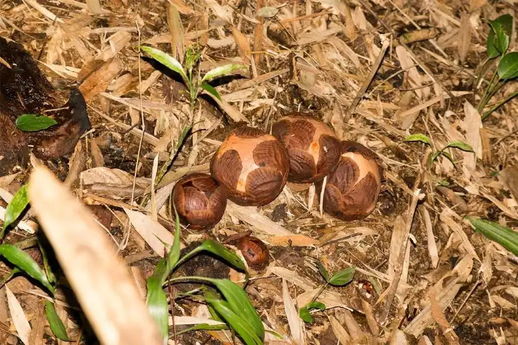 Hotels near Kokob Rafflesia Conservation Garden
