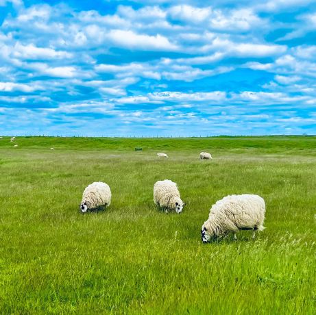 Lindisfarne National Nature Reserve