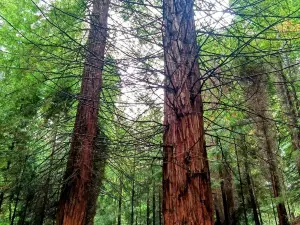 Natural Monument of the Sequoias of Monte Cabezón