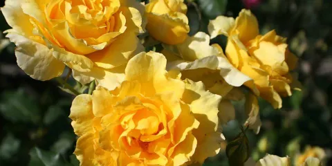 Patsy Durack's Rose Gardens