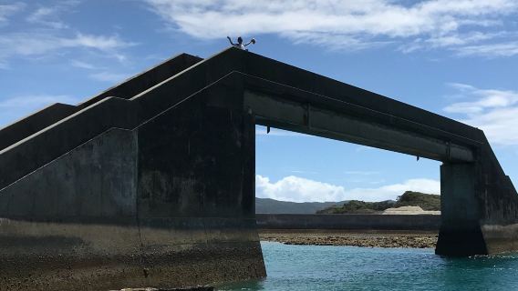 Seal Gachi Bridge