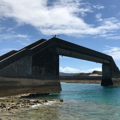 Seal Gachi Bridge