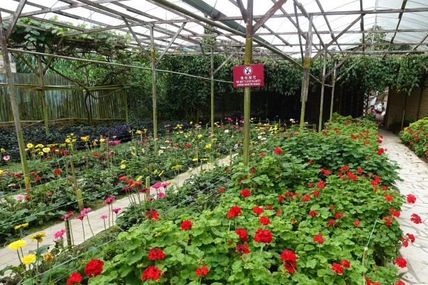 Rose Valley