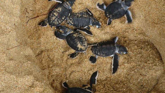 Kosgoda Turtle Conservation and Research Centre