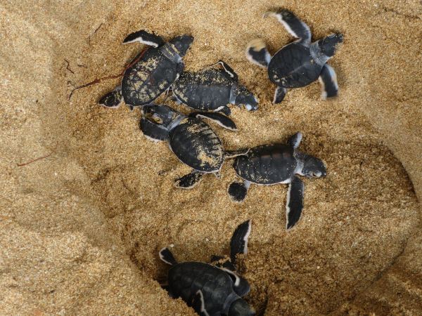 Kosgoda Turtle Conservation and Research Centre