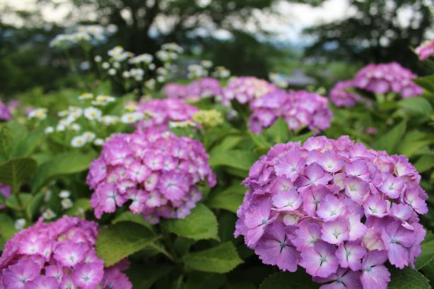 Atagoyama Park