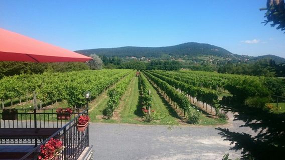 Borbely Csaladi Pinceszet