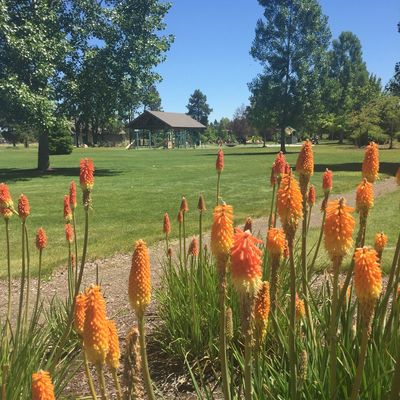 Pine Nursery Park