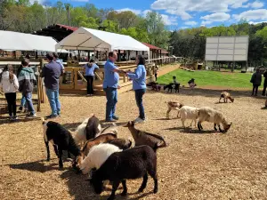 Spring Haven Farm LLC