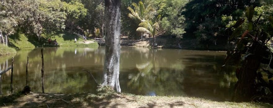 El Jocote Pachalum