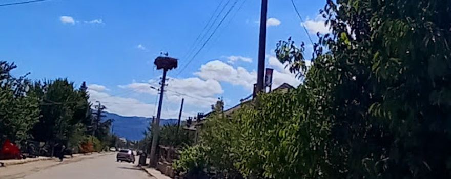 Cami