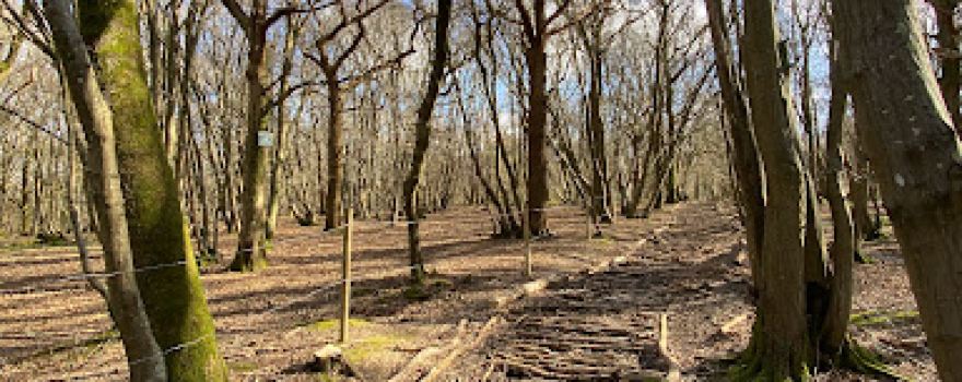 Blackbrook Wood