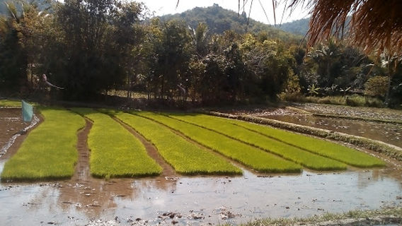 Xieng Ngeun