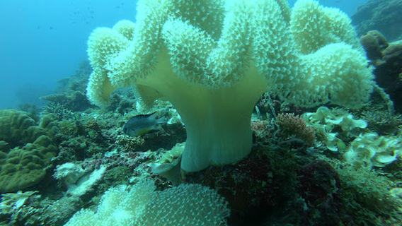 Oslob