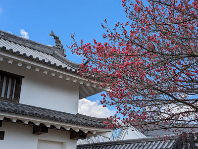 益岡公園