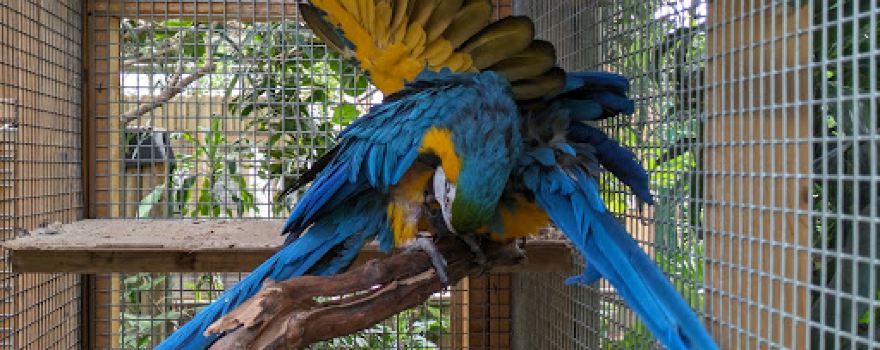Amazonia