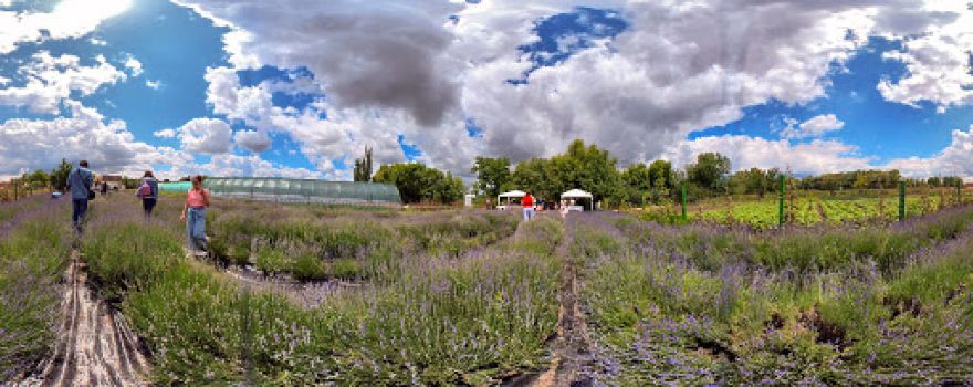 Lavanda Curcubeu