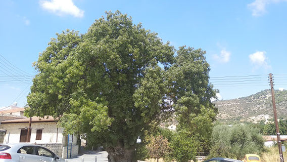 Apesia