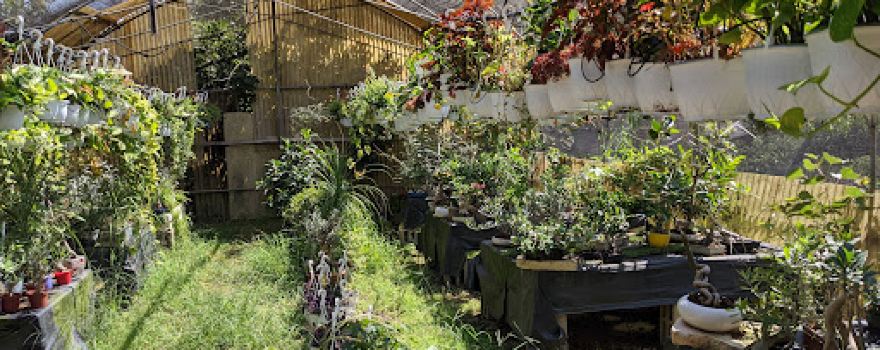 Nursery Yagev