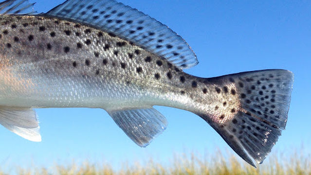 Off The Hook Fishing Charters