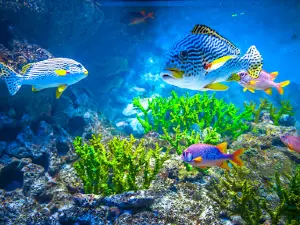 Fish Freaks