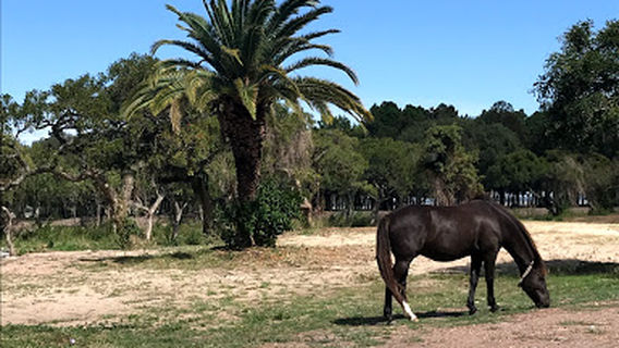 Bicentenario Park