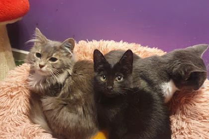 Grounded Paws Animal Rescue & Cat Cafe
