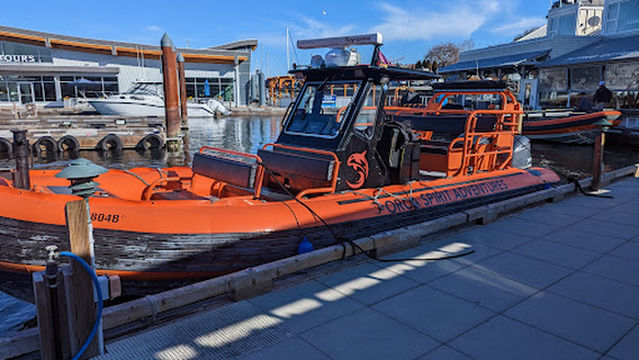 Orca Spirit Adventures Whale Watching