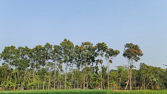 Faridgonj Bazar Masjid