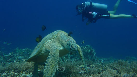 Gili Scuba Diving