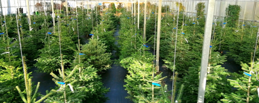 Greensales Balk