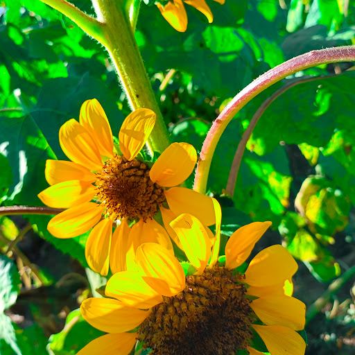 Sunflower Farm Arayat