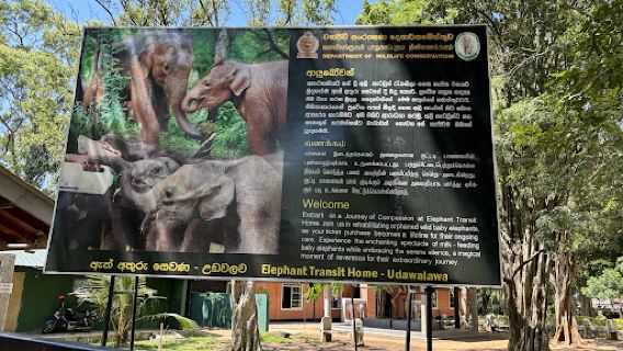 Elephant Feeding Area
