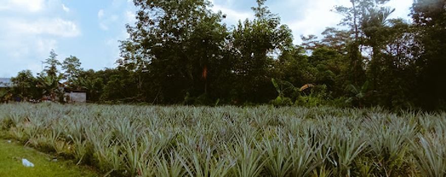 Bukit Reel