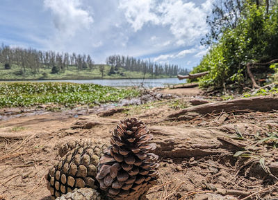 Pine Forest Ooty