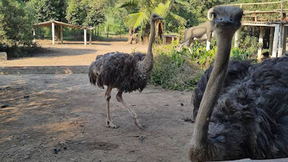 Rana Resort & Safari Park