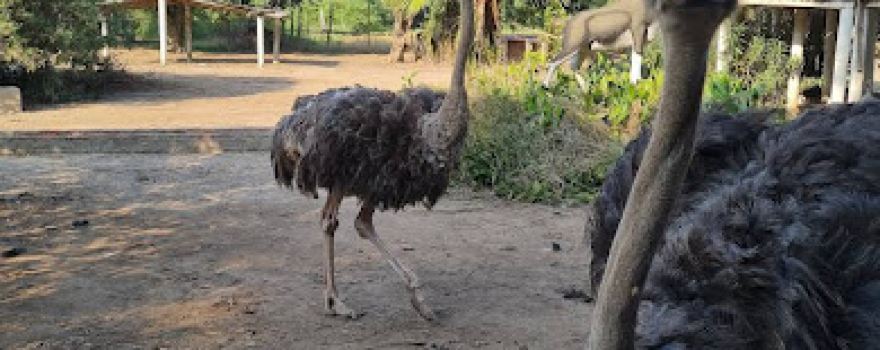 Rana Resort & Safari Park
