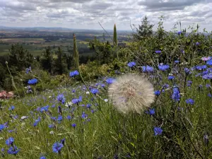 Iller Creek Conservation Area