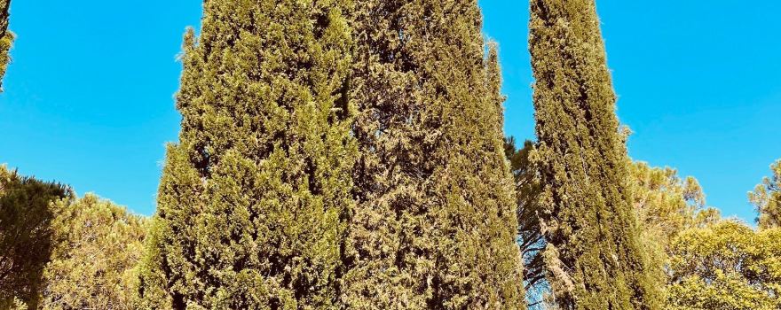 Foresta Mercadante