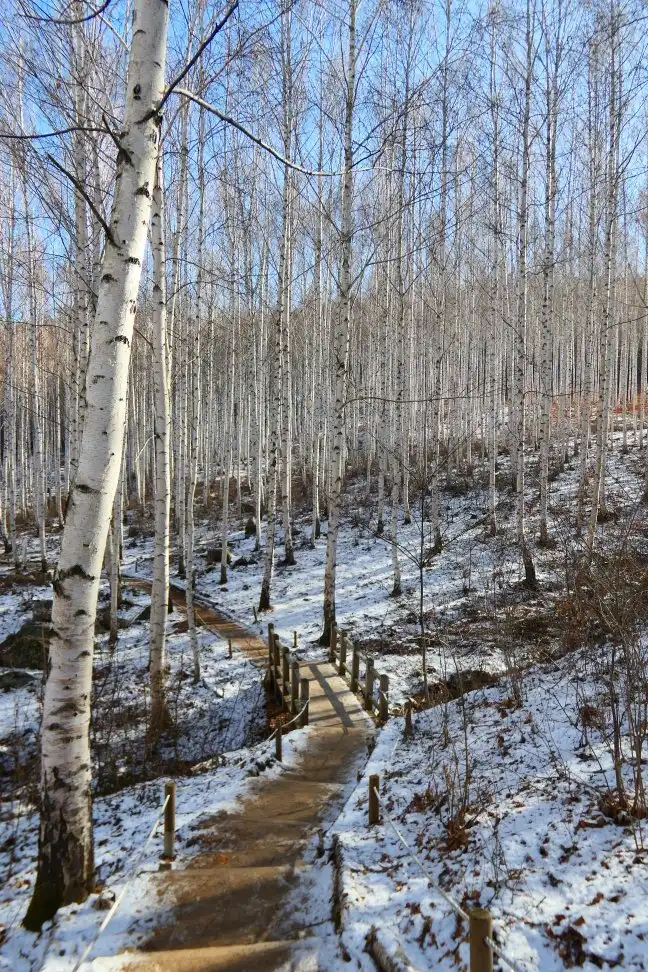 Hotels near Wondae-ri Birch Forest