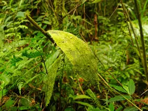 타판티 국립공원 - 죽음의 대산괴