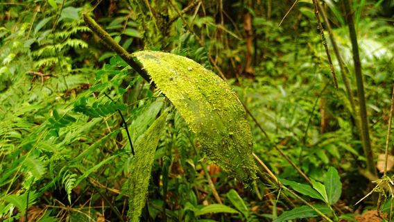 Tapanti National Park