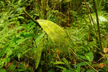 Tapanti National Park