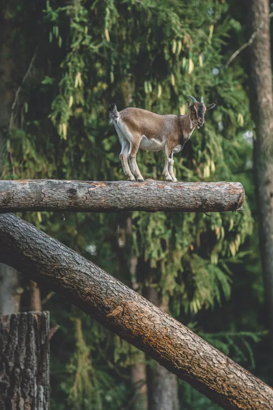 4_Вильдпарк Шварцах