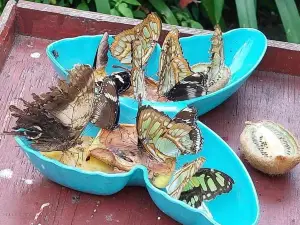 Pili Palas Nature World