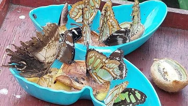 Pili Palas Nature World