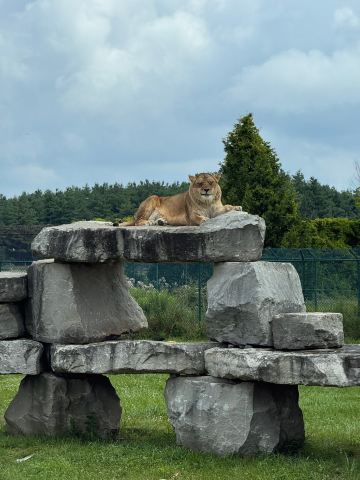 African Lion Safari
